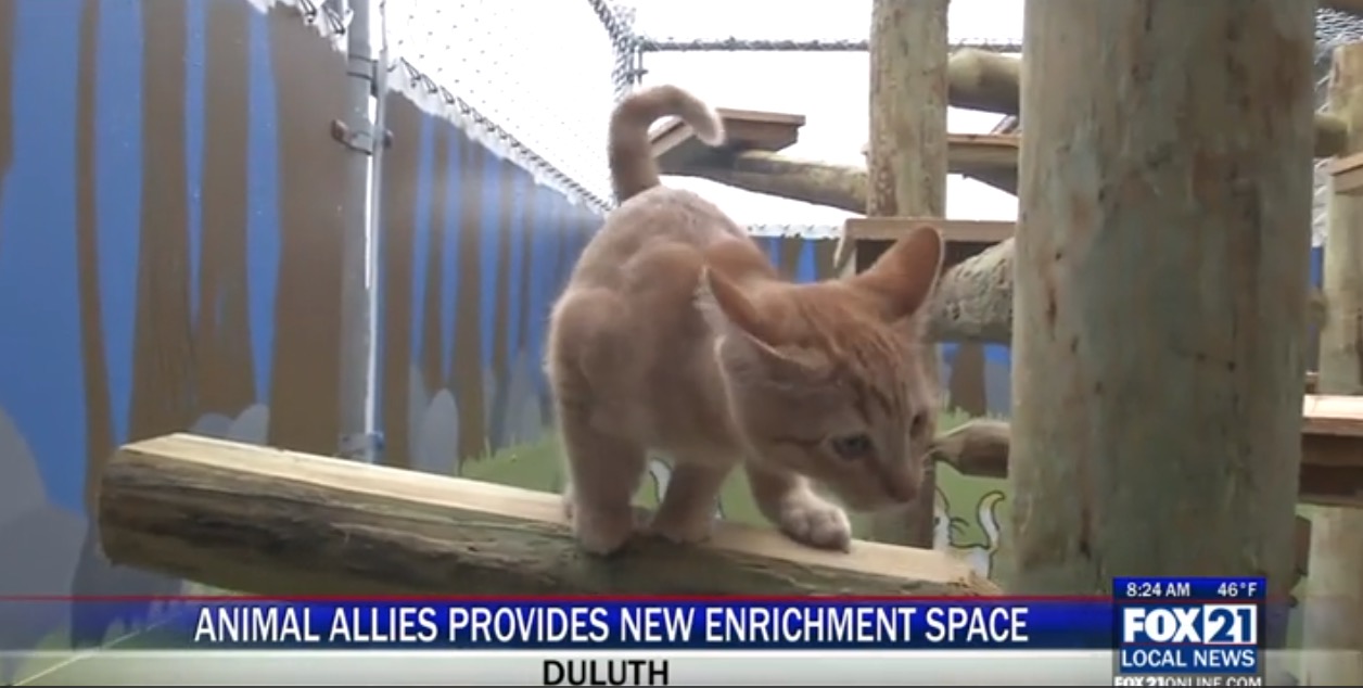 Minnesota Animal Shelter Builds Awesome Catio - Custom Catios