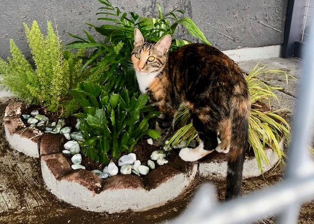 Cat Pleasing Plants For Your Catio